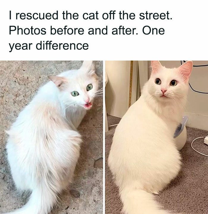 Street-rescued cat's amazing transformation after one year.