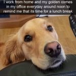 Golden retriever reminds owner it's time for a lunch break.