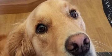 Golden retriever reminds owner it's time for a lunch break.
