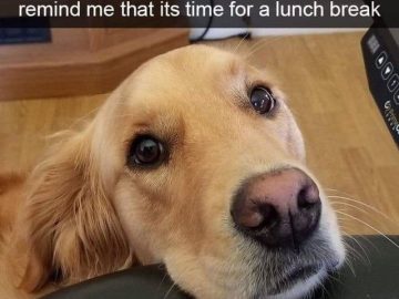 Golden retriever reminds owner it's time for a lunch break.