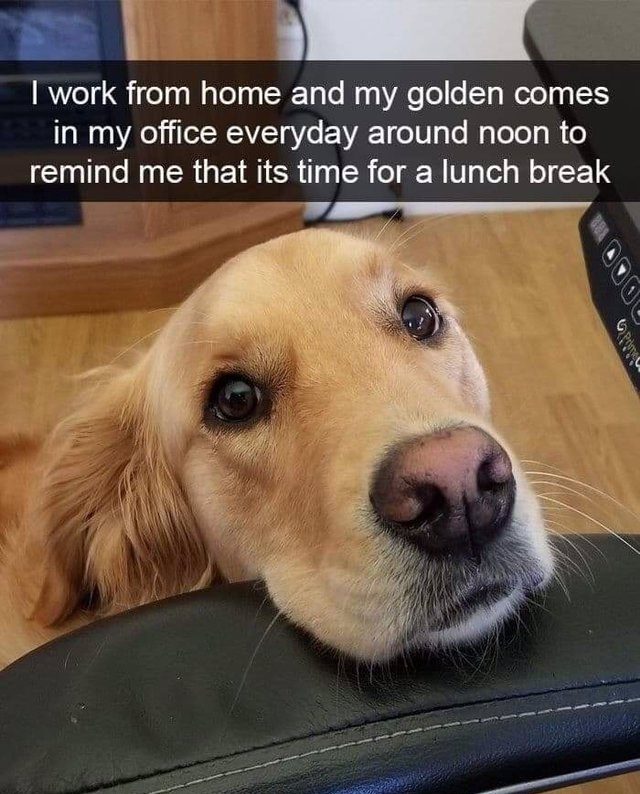 Golden retriever reminds owner it's time for a lunch break.