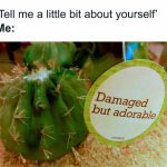 Cactus labeled "Damaged but adorable" - relatable meme humor