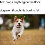 Excited dog running eagerly, hoping for floor snacks.