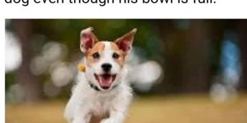 Excited dog running eagerly, hoping for floor snacks.