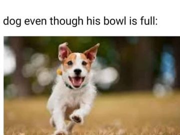 Excited dog running eagerly, hoping for floor snacks.