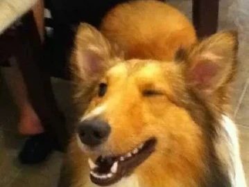 Dog winking with text about sneaking onto furniture