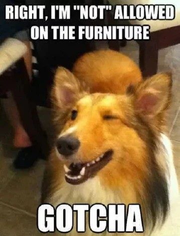 Dog winking with text about sneaking onto furniture