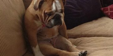 Sad bulldog sitting on couch with text "Today has been ruff"