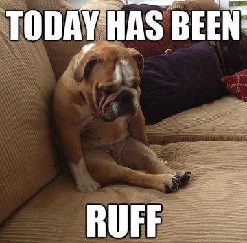 Sad bulldog sitting on couch with text "Today has been ruff"