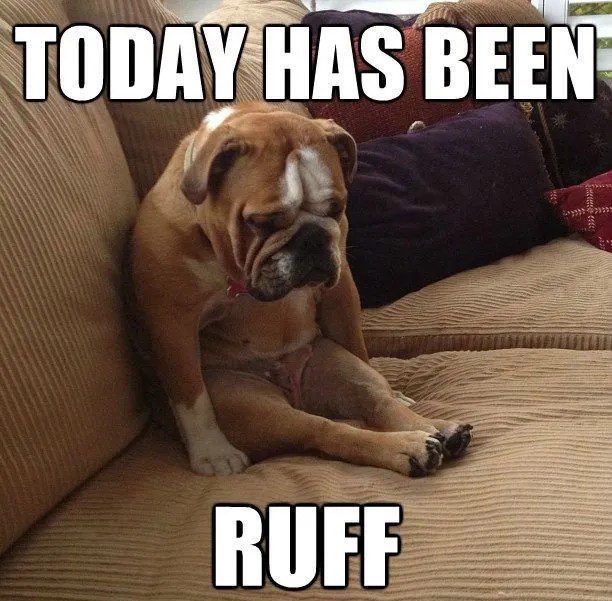 Sad bulldog sitting on couch with text "Today has been ruff"