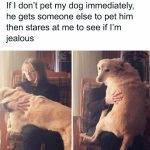 Dog gets someone else to pet him, then stares at owner, jealous