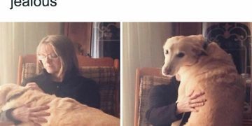 Dog gets someone else to pet him, then stares at owner, jealous