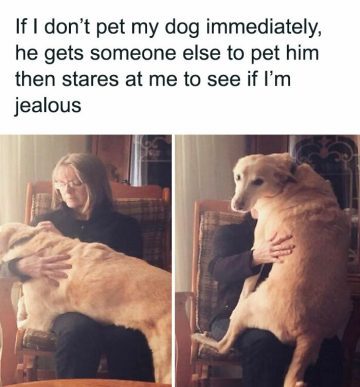 Dog gets someone else to pet him, then stares at owner, jealous
