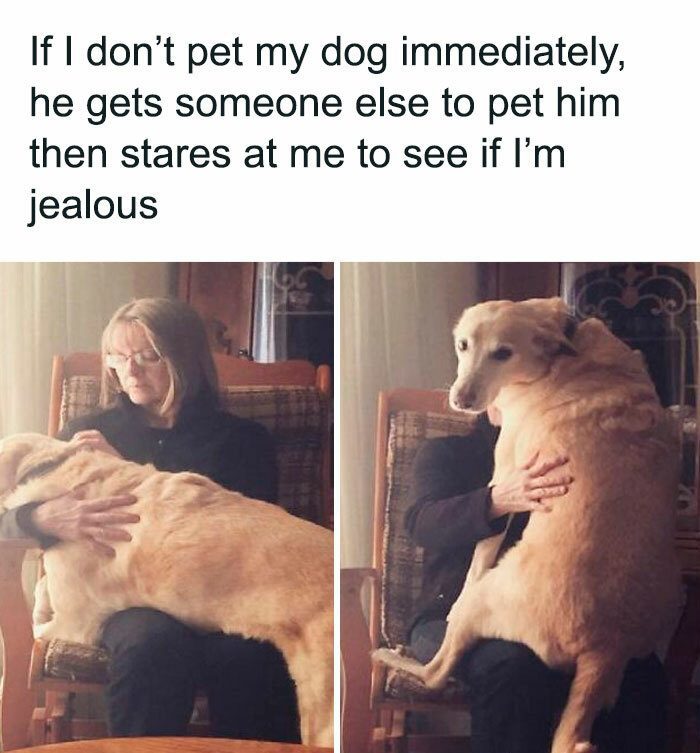 Dog gets someone else to pet him, then stares at owner, jealous