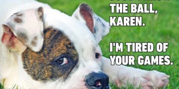 Dog lying on grass, looking annoyed with text about throwing a ball