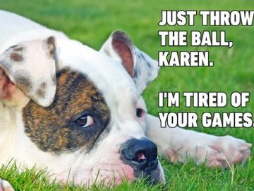 Dog lying on grass, looking annoyed with text about throwing a ball