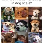 Nine dogs with various expressions illustrating a mood scale.