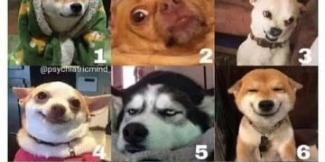 Nine dogs with various expressions illustrating a mood scale.