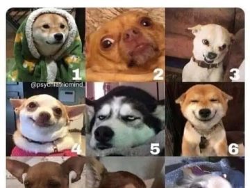 Nine dogs with various expressions illustrating a mood scale.