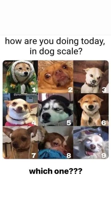 Nine dogs with various expressions illustrating a mood scale.