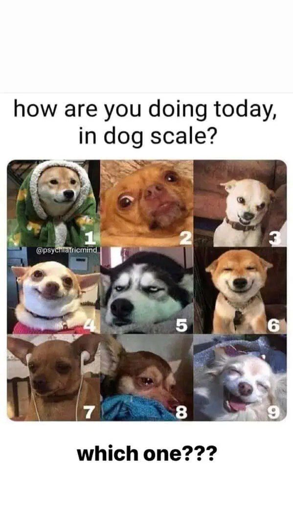 Nine dogs with various expressions illustrating a mood scale.