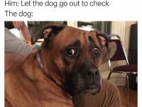 Dog looking nervously at camera after hearing a noise