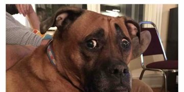 Dog looking nervously at camera after hearing a noise