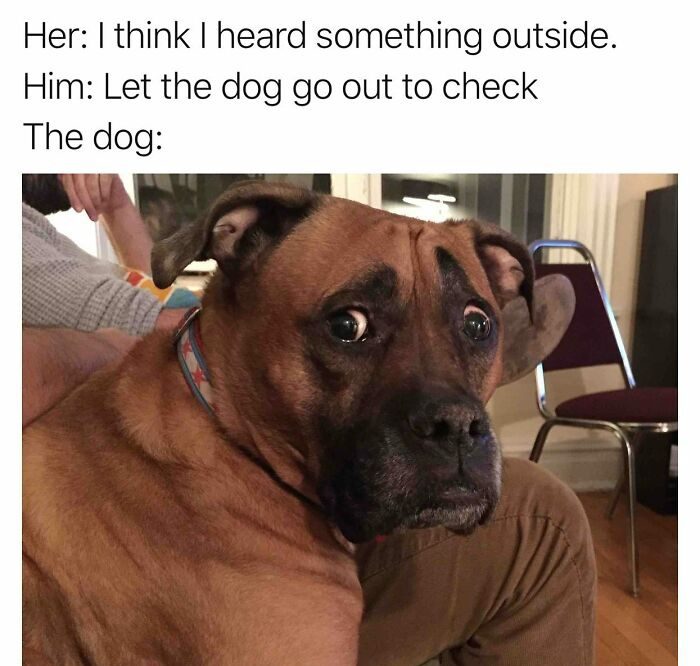 Dog looking nervously at camera after hearing a noise