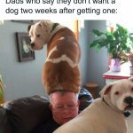 Man with two dogs, one on his head, showcasing unexpected dog love.