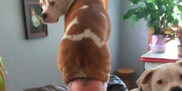 Man with two dogs, one on his head, showcasing unexpected dog love.