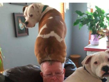 Man with two dogs, one on his head, showcasing unexpected dog love.