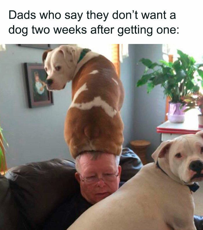 Man with two dogs, one on his head, showcasing unexpected dog love.