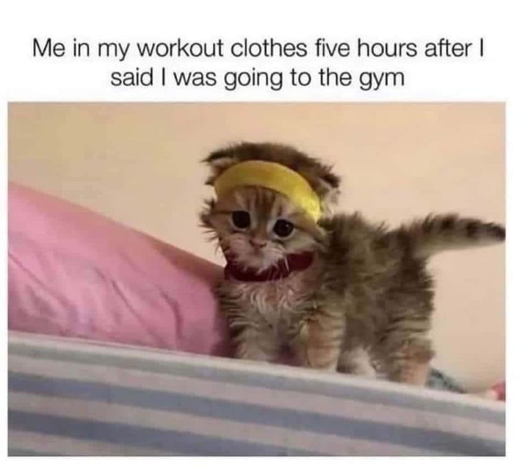 Cute kitten in workout gear symbolizing gym procrastination.
