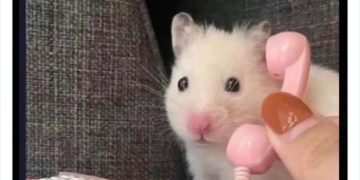 Cute hamster holding a tiny phone looking curious and adorable.