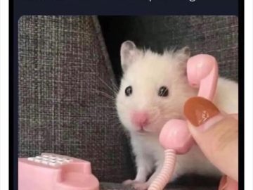 Cute hamster holding a tiny phone looking curious and adorable.