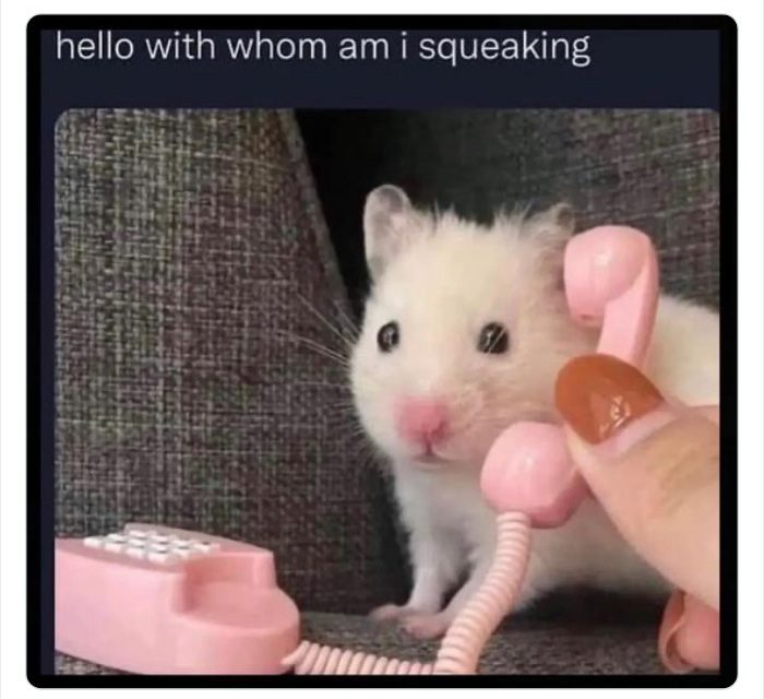 Cute hamster holding a tiny phone looking curious and adorable.