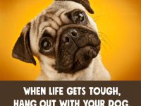 Adorable pug with the caption about life improvement with dogs