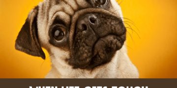 Adorable pug with the caption about life improvement with dogs