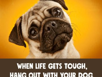 Adorable pug with the caption about life improvement with dogs