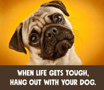 Adorable pug with the caption about life improvement with dogs
