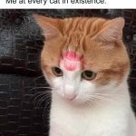 Cat with a lipstick kiss mark on its forehead, looking adorable.