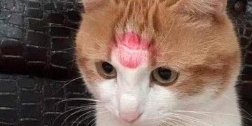 Cat with a lipstick kiss mark on its forehead, looking adorable.