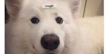 Fluffy dog with "doggo" label on its forehead, looking adorable.