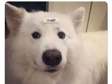 Fluffy dog with "doggo" label on its forehead, looking adorable.