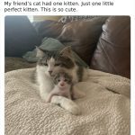 Cat cuddling with a tiny kitten on a cozy blanket, radiating warmth.