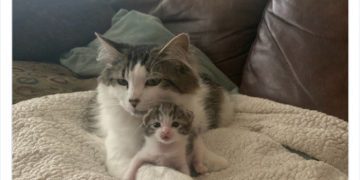 Cat cuddling with a tiny kitten on a cozy blanket, radiating warmth.