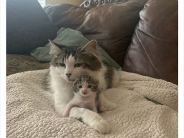 Cat cuddling with a tiny kitten on a cozy blanket, radiating warmth.