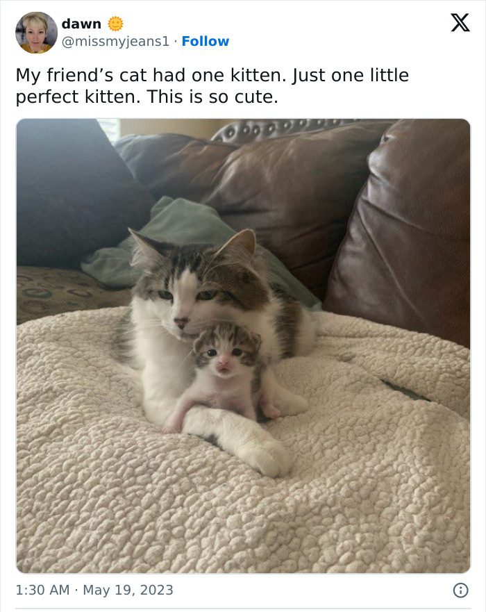 Cat cuddling with a tiny kitten on a cozy blanket, radiating warmth.