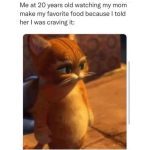 Cute cat looking grateful as mom makes favorite food