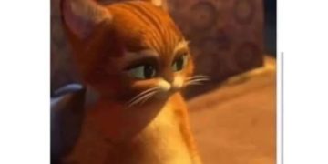 Cute cat looking grateful as mom makes favorite food